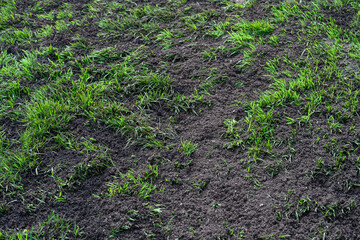 Major lawn repair and reseeding project, fresh seeds and rich topsoil in a green lawn
