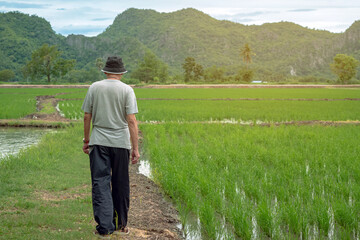 Naklejka na ściany i meble Back view of male agriculturist wear hat walking alone to check and monitoring quality of rice in paddy field. Farmer walking through a green rice field in evening. Agriculture investigation concept.
