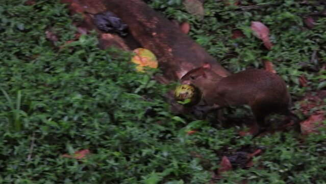 Cute little central American agouti, dasyprocta punctata hopping across the forest ground, biting a small fallen coconut in its mouth, carefully bringing it home in a tropical rainforest environment.