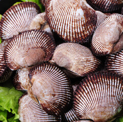 Scapharca subcrenata on white background 