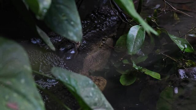 Seen hiding under leaves and plants while submerged in water, Estuarine Crocodile or Saltwater Crocodile Crocodylus porosus, Philippines.