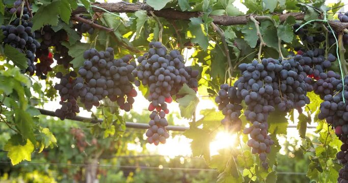 The best grape varieties grown under the hot southern sun to make the best homemade wine, the local winery has been breeding wine grape varieties since ancient times, great experience in winemaking