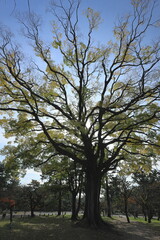 錦秋の京都御苑