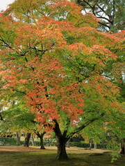 Fototapeta premium 錦秋の京都御苑