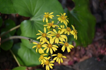 Green leopard plant ( Farfugium japonicum ) flowers.
Asteraceae evergreen perennial plants. Grows in rocky areas near the coast and blooms yellow flowers in early winter. Young leaves are edible.
