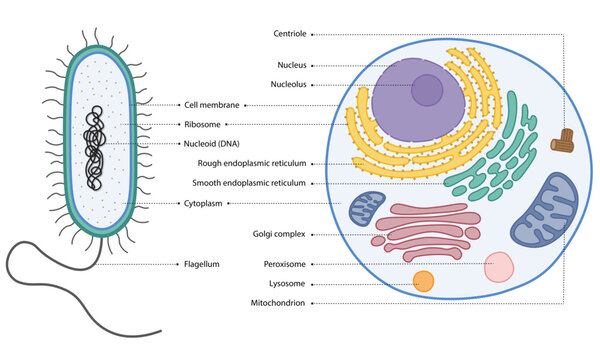 Organelles in Prokaryotic and Eukaryotic Cells