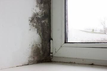 Fungus on the window and walls from excessive moisture in winter.