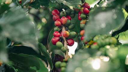 Arabicas Coffee Bean on Coffee tree at Doi Chaang in Thailand, Coffee bean Single origin words class specialty.vintage nature background,soft focus.
