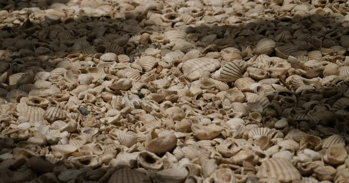 A shoot of the Faiouth island floor. compound of millions of sea shells.
