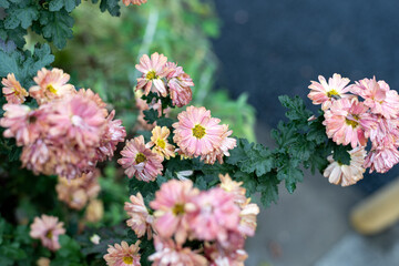 雨上がりの花と葉02