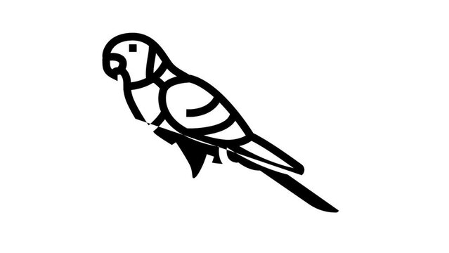 rainbow lorikeet bird exotic line icon animation