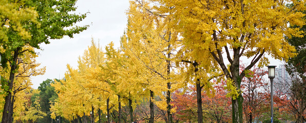 Rows of gingko trees whose leaves are turning yellow in autumn season.