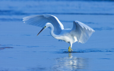 White egret spreading wings, foraging on the beach.