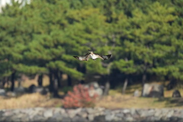 osprey is hunting a fish