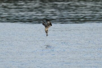 osprey is hunting a fish