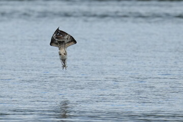 osprey is hunting a fish