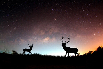 Deer in the meadow and milky way in beautiful nature
