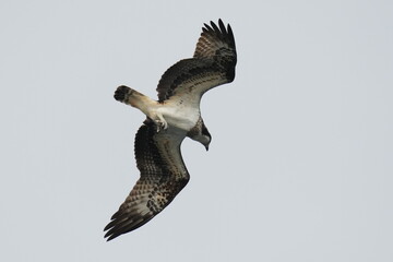 osprey is hunting a fish