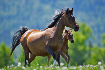 Arabian Horse Mare and Foal playing,  running together at summer pasture.