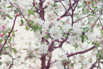 Fototapeta na wymiar Spring background of blossoming apple tree branches.