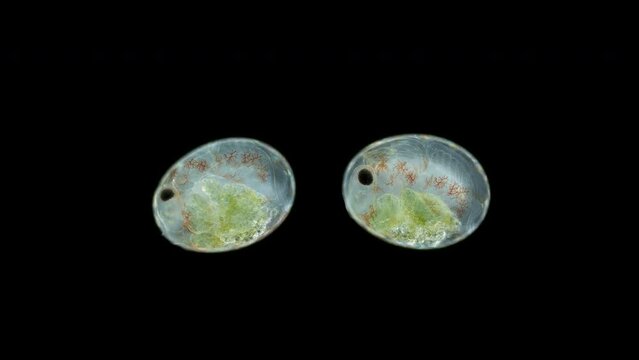 Shrimp egg Neocaridina heterpoda with embryos inside under microscope, Atyidae family. This is a freshwater species that is often kept in an aquarium.