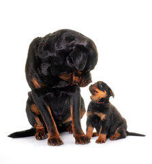 Obraz premium adult and puppy rottweiler