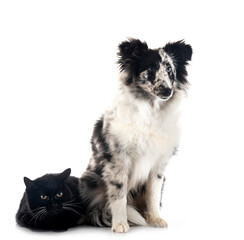 Shetland Sheepdog and cat