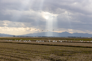 白鳥の群れと庄内平野の風景