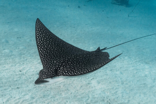 close up underwater shot of eagle ray gliding past with pattern detail and side view of head. Sandy bottom in distance and light blue background on sunny day with great visibility in Nassau Bahamas 