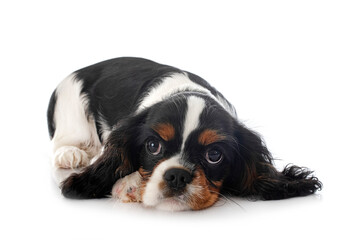 young cavalier king charles
