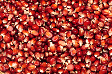 Colorful traditional corn background