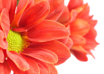 Closeup of red Dahlia