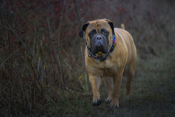 2022-11-29 A LARGE BULLMASTIFF WALKING DOWN A TRAIL WITH A BLURRY BACKGROUND ON CAMANO ISLAND WASHINGTON