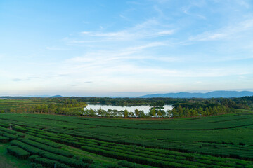 Fototapeta na wymiar tea plantation on mountain in morning