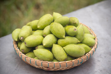 Fresh green Elaeocarpus hygrophilus Kurz in a basket