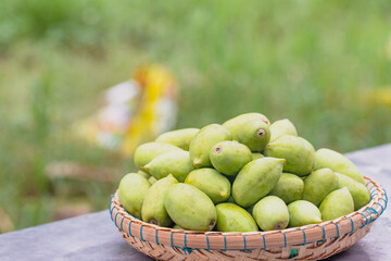 Fresh green Elaeocarpus hygrophilus Kurz in a basket