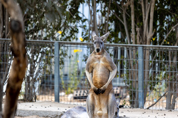 Obraz na płótnie Canvas kangaroo in the zoo