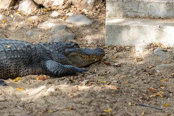 Fototapeta premium alligator in the everglades