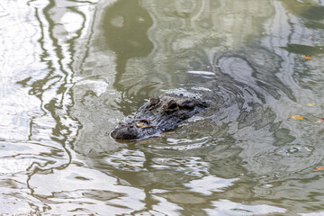 Obraz premium alligator in the water