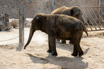 two elephants in zoo