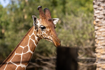portrait of a giraffe