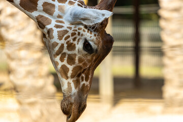 portrait of a giraffe