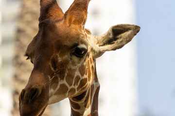 portrait of a giraffe