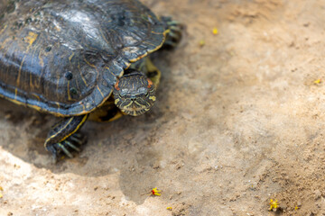 turtle on the ground