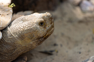 turtle on the ground
