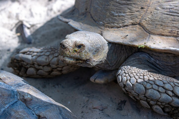 Obraz premium turtle on a rock