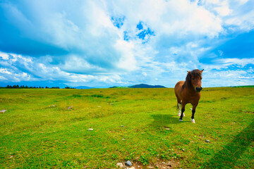 山で出会った子馬