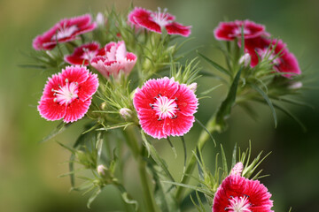Dianthus barbatus (Pink Sweet William with white halo) in bloom : (pix SShukla)