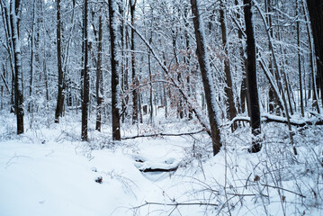 Fototapeta premium winter forest in the snow