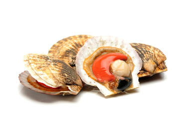 Seafood: live scallops (Pecten maximus). Isolated on white background.
